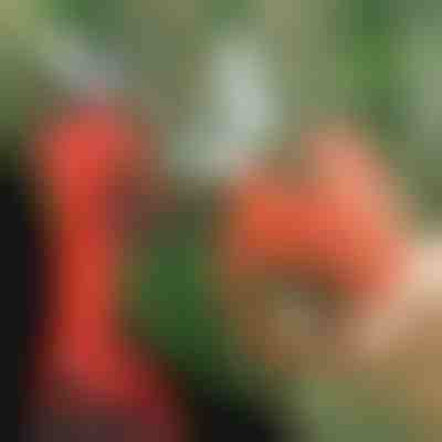 Nożyce elektryczne | WHIZZPRUNER